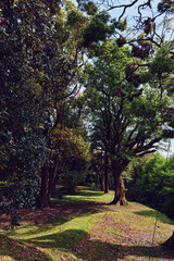 Trees in a sunlit forest path with oak trunks and green grass, dappled sunlight creating long shadows along a peaceful park walkway under leafy canopy.