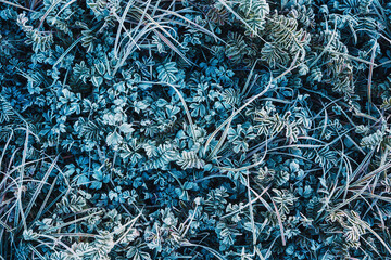 A delicate layer of frost covers an array of green leaves nestled the forest floor, glistening in...