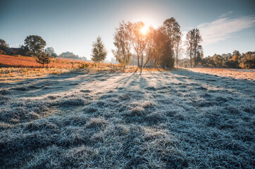 Fresh morning frost blankets the serene meadow as soft sunlight pierces the cool air, creating a magical scene. Photo wallpaper.