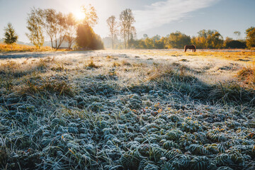 Fresh morning frost blankets the serene meadow as soft sunlight pierces the cool air, creating a magical scene during early autumn.