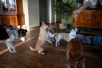 Furry companions cluster excitedly for snacks and training guidance, Dog breeds including border...