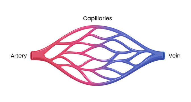 Vector illustration depicting the blood circulatory system, including arteries, veins, and capillaries.