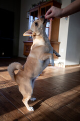 Playful dog training, Chihuahua interacts during training session, Small dog reaches for treat in sunny room, Adorable chihuahua practicing commands inside cozy home environment