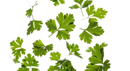 Fresh parsley leaves with transparent background