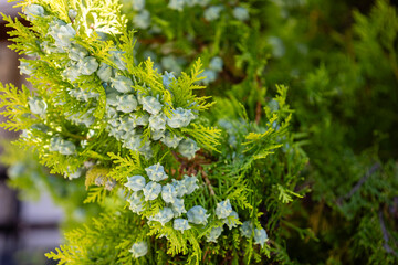 Detail of leaves and fruits of Platycladus orientalis (Thuja orientalis), Cupressaceae family, Abruzzo, Italy