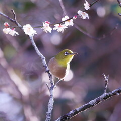 梅の枝にとまるメジロ