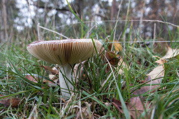 A wild brittlegill mushrooms, Russula sardonia mushroom grows amidst tall grass. The mushroom has a light brown cap