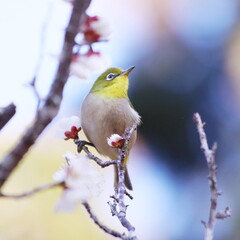 梅の枝にとまるメジロ