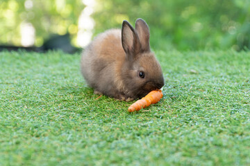 Adorable little brown rabbit eating a fresh carrot on green grass with a soft blurred background. Cute moment of pet feeding and nature concept representing healthy food and animal life.