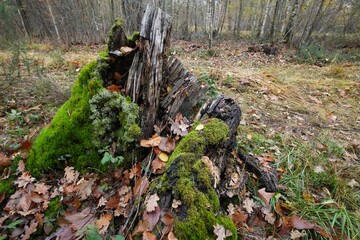 A moss covered tree trunk, with old leaves around it in an autumn forest. The trunk provides a base for foliage and fungi.