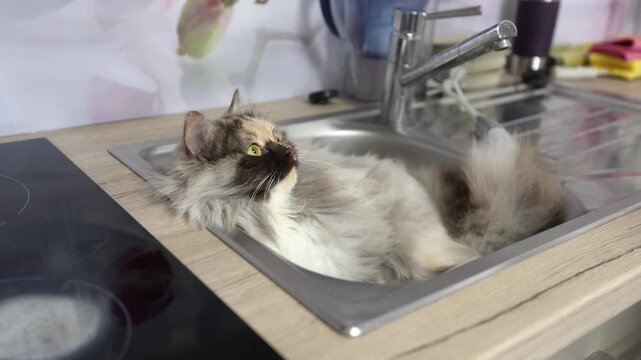 Tortoiseshell German Longhair cat relaxing in a kitchen sink, calm gaze into camera in cozy home setting