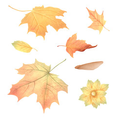 A hand drawn watercolor set of illustrations of colorful autumn maple leaves, perfect for postcards and other printed materials.