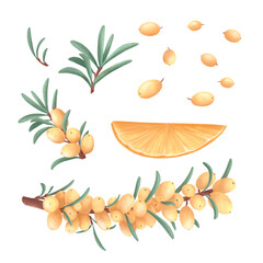 A hand drawn watercolor set of illustrations of sea buckthorn berries and an orange slice in a simple style for product packaging and printed materials.
