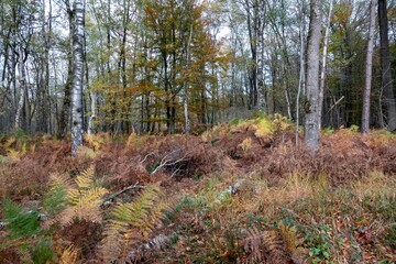 A forest floor is covered with brown ferns. Birch trees are standing tall in the background, adding depth to the woodland scene.