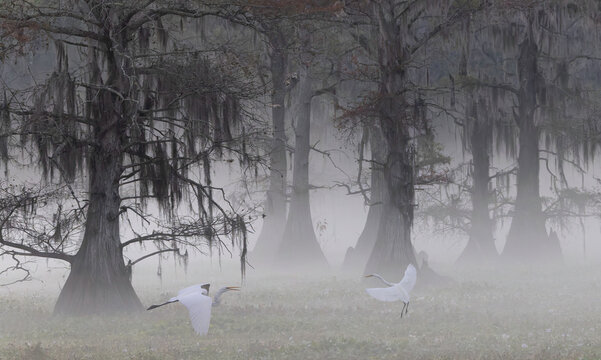 Misty Morning Scene in a Wetland Forest With Egrets and Moss-Draped Cypress Trees
