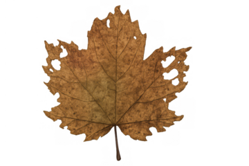 Brown autumn maple leaf with holes and decay on transparent background, symbolizing aging and transformation