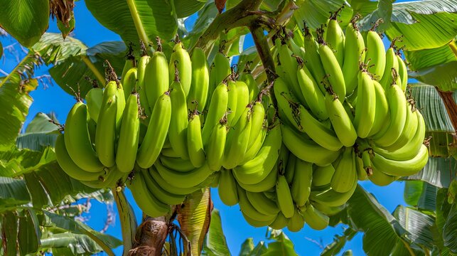 Large bunches of unripe green fruit hang heavily from a tropical tree against a bright blue sky