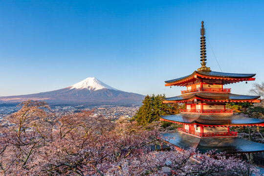 Chureito Pagoda surrounded by cherry blossoms with Mount Fuji in the background. 