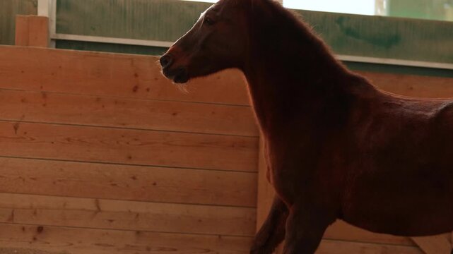 Dark chestnut horse cantering in a round pen during groundwork training, energetic controlled movement
