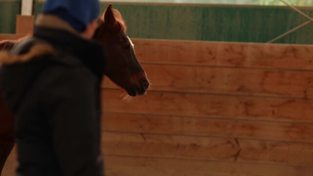 Dark chestnut horse trotting in a round pen during groundwork training, rhythmic forward movement