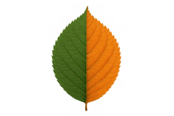 Leaf showing seasonal transition, half green representing summer growth and half orange representing autumn change