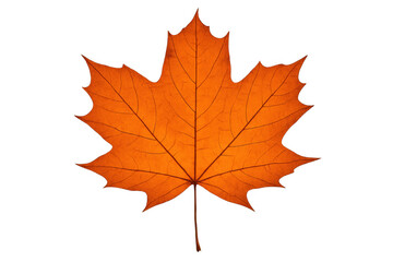 Obraz premium Autumn maple leaf showing seasonal color change, isolated on a transparent background for design projects