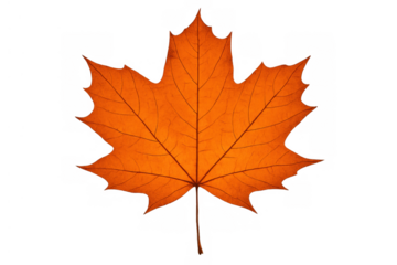 Autumn maple leaf showing seasonal color change, isolated on a transparent background for design projects