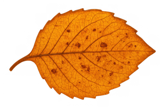 Autumn leaf showing clear detail and texture, yellowing foliage marking the changing season, transparent background