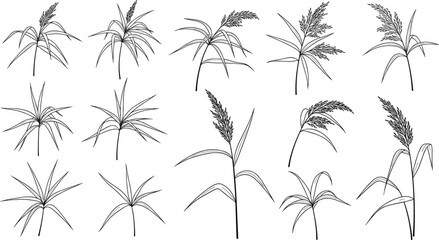 Collection of hand-drawn grass and reed plant illustrations, botanical line art elements for nature design, decorative foliage graphics and organic patterns