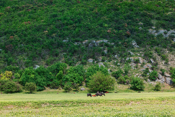 Steep green hillside with rocky outcrops in background, verdant pasture is dotted with a few grazing horses and trees. Tranquil scene captures the scenic Raut River Valley landscape in rural Moldova