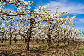 Pear flowers bloom in spring