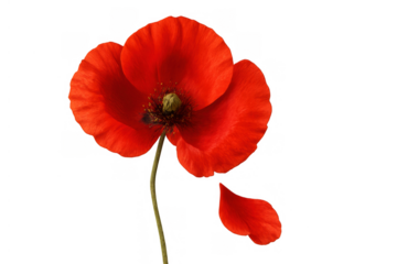 Red poppy flower with falling petal symbolizing remembrance and fragility isolated on transparent background