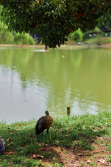 Duck lake water bird grass tree nature pond lone duck foraging on grassy shore under leafy tree by calm green lake, soft reflections on water and tranquil park wildlife scene.
