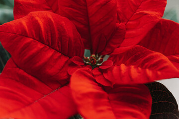 Red Poinsettia Flower. Christmas wallpaper with poinsettia flowers.Christmas star flower.