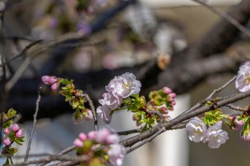 光を浴びて輝く満開のピンクの桜の花