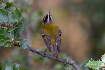 Close up of a firecrest bird. Orange crown. Green feathers wit black eye stripe. Very small bird. Copy space, Green natural background. Regulus ignicapilla.