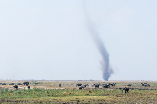 African bush elephants in the foreground and a large dust devil in the backrgound in Linyanti, Chobe National Park in Botswana