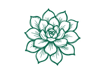 Succulent Rosette hand drawn simple sketch vector illustration