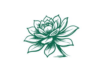 Succulent Rosette hand drawn simple sketch vector illustration