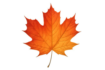 Obraz premium Maple leaf displaying vibrant orange and red fall colors, symbolizing autumn season and foliage, with transparent background
