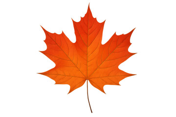 Obraz premium Vibrant red and orange maple leaf presenting autumn colors on a transparent background, symbolizing fall season