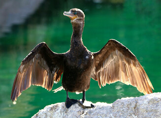 Cormorant