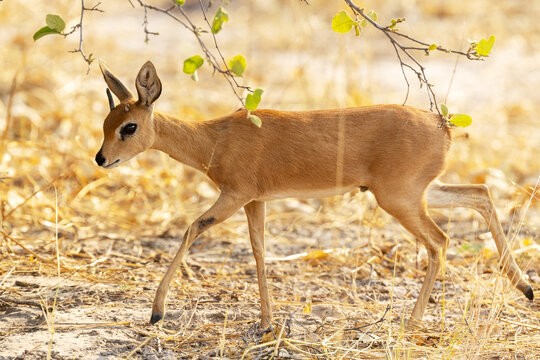 A small Steenbok walking through a dry habitat near Savuti in Chobe National Park, Botswana