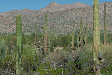 Saguaro Cactus forest in southern Arizona. Arizona deserts saguaro national park in Arizona offers variety of desert foliage
