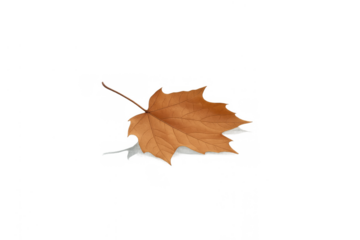 Dry maple leaf falling, representing autumn season, isolated natural element with transparent background