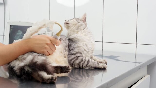 Veterinarian performing ultrasound scan on cat's belly