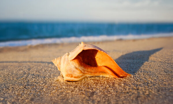 Orange Whelk Shell at Sunset on Nantucket Beach
