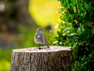 切り株にとまるジョウビタキのメス