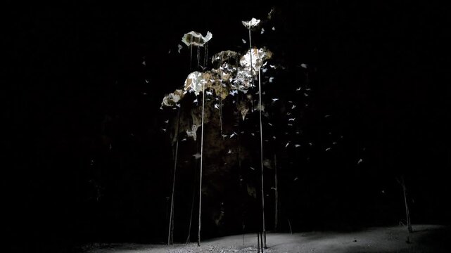 Multiple insectivorous bats including African sheath-tailed (Coleura afra) and trident bats (Triaenops afer) flying in cave lighted from an opening in the roof, coastal Kenya