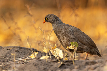 A male Red-billed spurfowl moving and searching for food in dry habitat near Savuti, Chobe National Park in Botswana